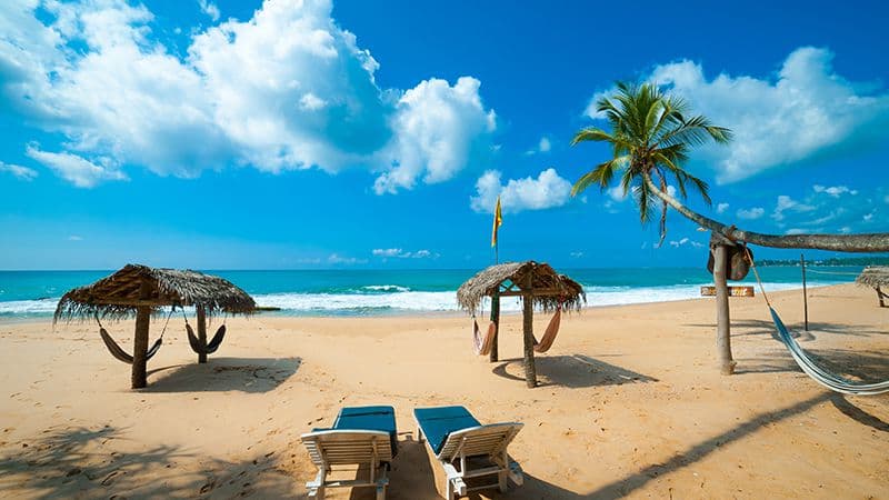 Sun loungers and hammocks under palms on a golden east-coast beach